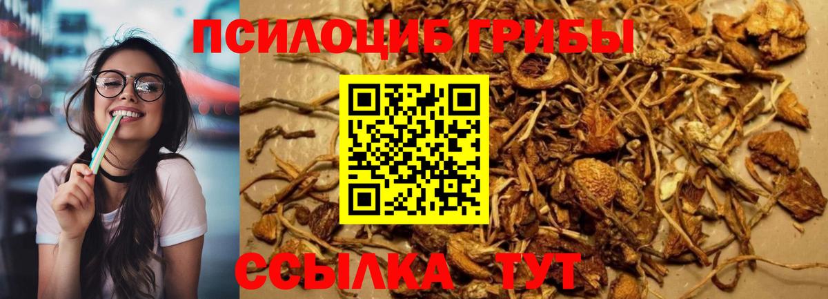 Псилоцибиновые грибы Psilocybe Чернушка